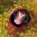 blenny_barnacle_pej_ci_h_0030_cos0576.jpg